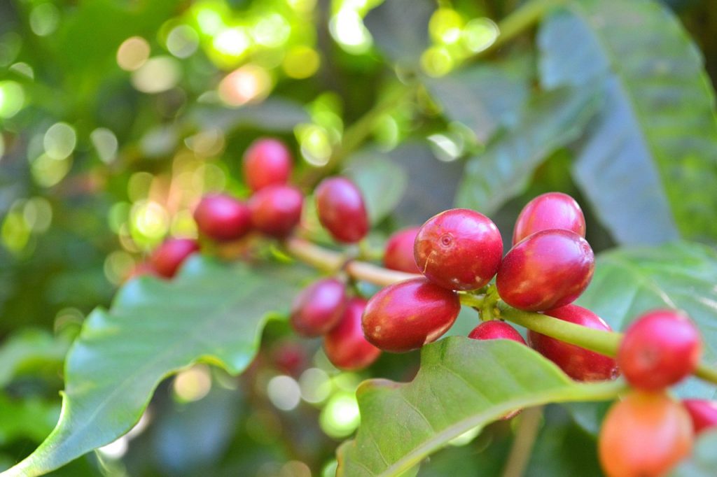 coffee, coffee beans, coffee leaves-5385194.jpg